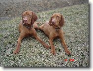 Rvidszr Magyar Vizsla, Hungarian Short-haired Pointing Dog