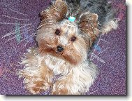Jorkrsk terier, Yorkshire Terrier,