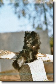 Nmeck pic trpasli