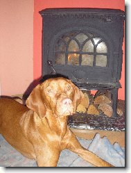 Rvidszr Magyar Vizsla, Hungarian Short-haired Pointing Dog