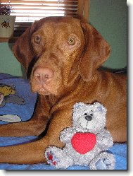 Rvidszr Magyar Vizsla, Hungarian Short-haired Pointing Dog