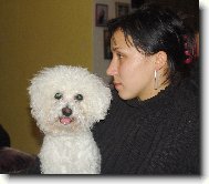 Bichon  poil fris, Bichon Frise