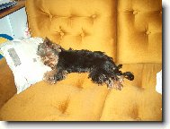 Jorkrsk terier, Yorkshire Terrier,