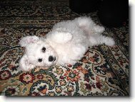 Bichon  poil fris, Bichon Frise