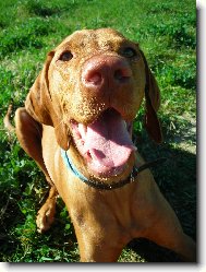 Rvidszr Magyar Vizsla, Hungarian Short-haired Pointing Dog