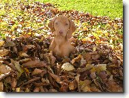 Rvidszr Magyar Vizsla, Hungarian Short-haired Pointing Dog