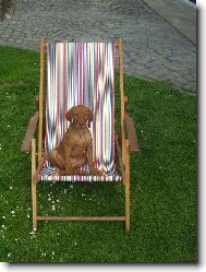 Rvidszr Magyar Vizsla, Hungarian Short-haired Pointing Dog