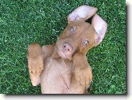 Rvidszr Magyar Vizsla, Hungarian Short-haired Pointing Dog