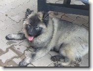 Deutscher spitz  Wolfspitz, Keeshound
