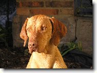 Rvidszr Magyar Vizsla, Hungarian Short-haired Pointing Dog