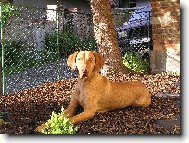 Rvidszr Magyar Vizsla, Hungarian Short-haired Pointing Dog