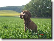 Rvidszr Magyar Vizsla, Hungarian Short-haired Pointing Dog