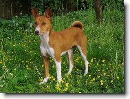 Basenji