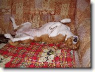 Basenji