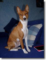 Basenji