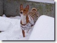 Basenji