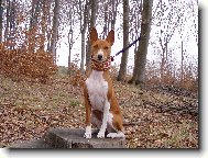 Basenji