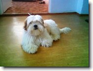 Lhasa