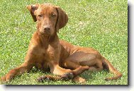 Rvidszr Magyar Vizsla, Hungarian Short-haired Pointing Dog