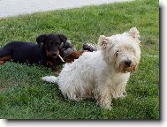 Beauce sheep dog \(beauceron\) \(Dog standard\)