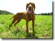 Rvidszr Magyar Vizsla, Hungarian Short-haired Pointing Dog