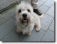 Dandie Dinmont Terier