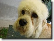 Dandie Dinmont Terier