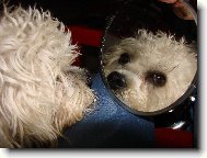Dandie Dinmont Terier