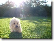 Dandie Dinmont Terier