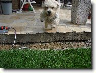 Dandie Dinmont Terier