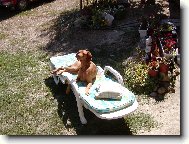 Rvidszr Magyar Vizsla, Hungarian Short-haired Pointing Dog