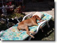 Rvidszr Magyar Vizsla, Hungarian Short-haired Pointing Dog