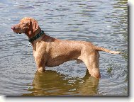 Rvidszr Magyar Vizsla, Hungarian Short-haired Pointing Dog