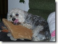 Dandie Dinmont Terier