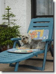 Dandie Dinmont Terier