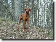 Rvidszr Magyar Vizsla, Hungarian Short-haired Pointing Dog