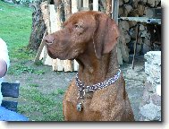 Rvidszr Magyar Vizsla, Hungarian Short-haired Pointing Dog