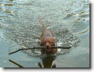 Rvidszr Magyar Vizsla, Hungarian Short-haired Pointing Dog