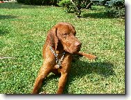 Rvidszr Magyar Vizsla, Hungarian Short-haired Pointing Dog