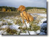 Rvidszr Magyar Vizsla, Hungarian Short-haired Pointing Dog