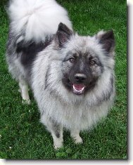 Deutscher spitz  Wolfspitz, Keeshound