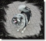 Deutscher spitz  Wolfspitz, Keeshound