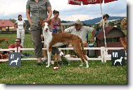 Ibizsk podenco