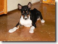Basenji