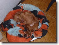 Rvidszr Magyar Vizsla, Hungarian Short-haired Pointing Dog