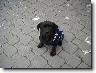 Bandog