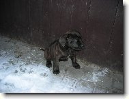 Bandog