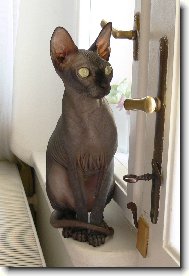 Donsk sphynx