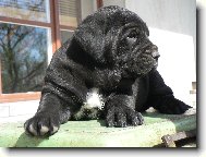 Bandog