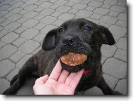 Bandog